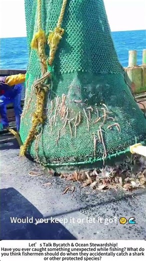 Unexpected Catch – Shark Tangled in the Fishing Net! 🦈🌊
