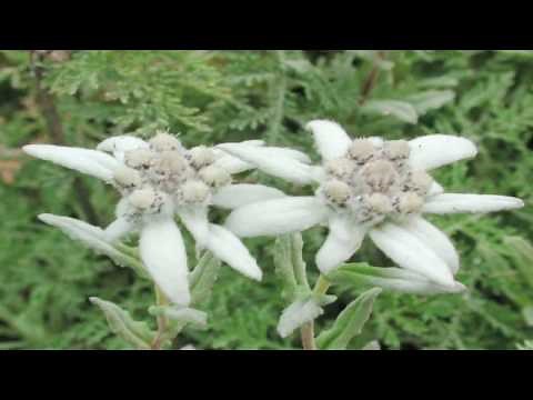Gardening Tips : Growing Edelweiss Flowers
