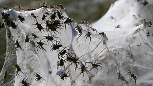 Terrifying trick: Spiders can fly for hundreds of kilometres