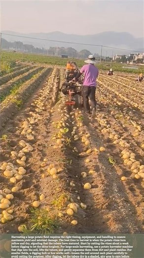 How to Harvest Large Potato Fields Efficiently and Safely #gardeningtips #harvest