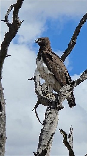 Africa’s Largest Eagle Survey Its Territory from a High Perch in Kruger National Park. #safari