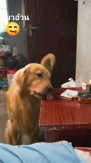 Ep.132 มากินผัดหอยกันคับ😋 #Lufu #Dog #น้องหมาน่ารัก | น้องหมา น้องหมา น้องหมา