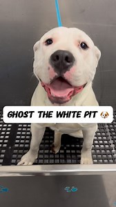 830K views · 49K reactions | Ghost was a good pup  #pitbull #pitbulls #pitbullsofinstagram #pitties #pittiesofinstagram #bullybreeds #doggrooming #dogbath #tutorial #eqyssgroomingproducts | Animalkingdomdoggrooming | Facebook