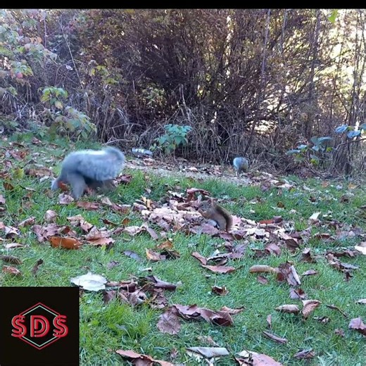Red and Gray Squirrels #nature #shorts #wildlife #squirrel