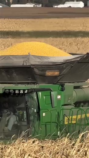 117K views · 1.1K reactions | Cornfields: where beauty meets production | Afandina Misr | Facebook