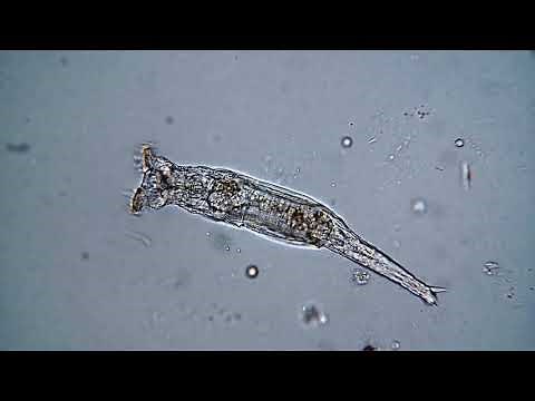 Rädertierchen züchten, anschauen - Mikroskopie unterhaltsam, ohne Ballast!