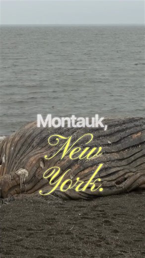 Montauk Monster: The Creature on the Beach #MontaukMonster #AreaBeyond #Cryptid