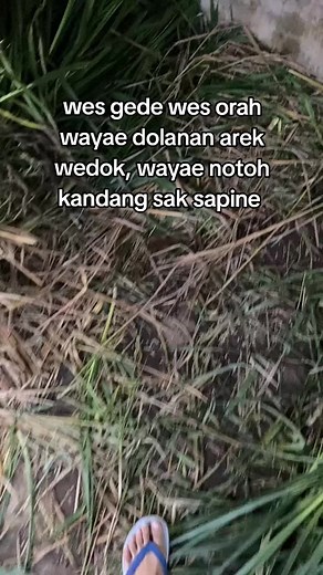 Sapi Taurus♉ on TikTok