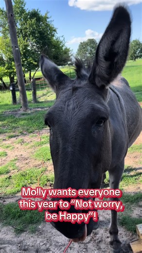 Molly the guard donkey wanted everyone to not worry be happy on the farm this year! #donkey #farmlife #funnyanimals #homestead #countrylife @SANDERS FAMILY FARM ❌