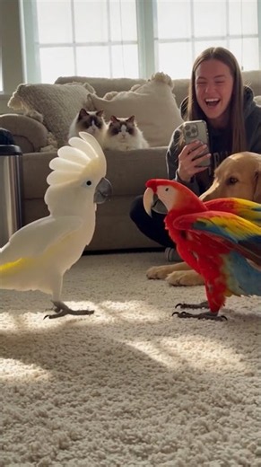 Two Parrots Dancing While Sara Films 🦜🦜📱 #ParrotDance #BirdParty #PetShow #HomeComedy #ViralReels