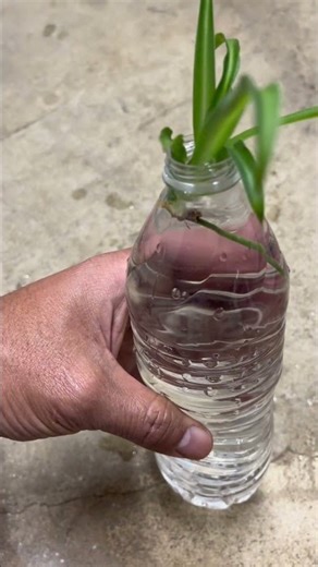 The SECRET to Perfect Spiderette Separation! ✨