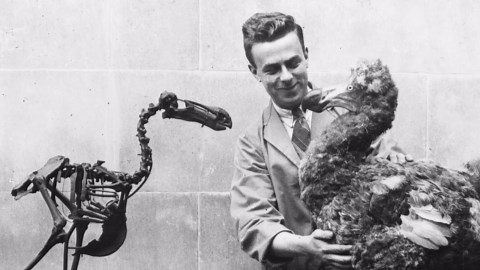 Scientists Figured Out Why The Dodo Went Extinct