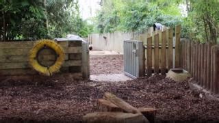 14K views · 207 reactions | The Oxford sandy and black pig is one of the oldest British pig breeds, existing for 200-300 years This breed has reached the possibility of extinction twice within it’s history. However, with the help of dedicated breeders the Oxford sandy and black pig population increased. Our Animal Care Team share some interesting facts about our male, Wilbur, in the video below. | Colchester Zoo | Facebook