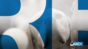 2.5K views · 34 reactions | These energetic, powerful gundogs enjoy outdoor play. For a breed built to retrieve waterfowl for hours on end, swimming and fetching are natural pastimes. Meet the Golden Retriever! | AKCtv | Facebook