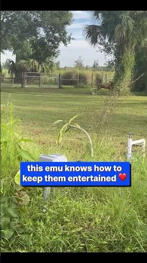 😂Emu Plays Chase with Dogs on Florida Farm | #nextlevelstudios