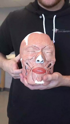 Understanding Testicle Asymmetry and Risorious Muscle in Human Anatomy