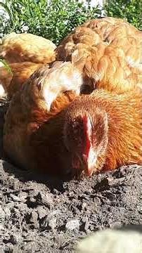 Adorable Hen Sounds • Relaxing Soothing... my type of ASMR #hensounds #backyardchickens #asmrforpets