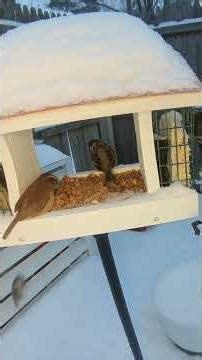 Winter Snow Brings Everyone to the Feeder! #birds #wren #cardinals #downywoodpecker #sparrows