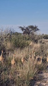 2.8M views · 10K reactions | Sound on for the ostrich chicks!  Personally we've never heard this sound of ostrich chicks before. They are calling for their mom & dad, both are on the other side of the road.  Follow me Sightings by Phil for daily wildlife clips.  #africananimals #africanwildlife #africansafari #wildlifeofafrica #wildanimals #wildlife #ostrich #babyanimals | Sightings by Phil | Facebook