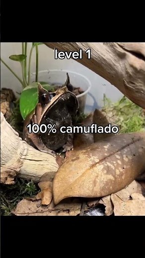 animais muito engraçados 😆🐾