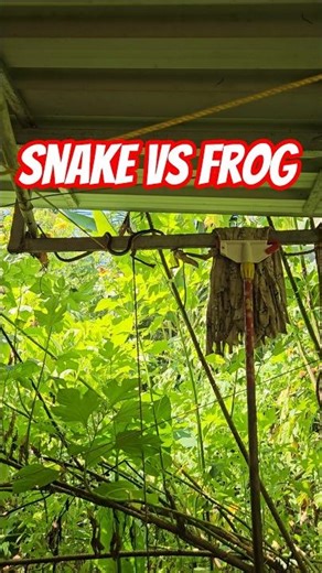 Snake vs Frog😱🐍🐸 #shorts #nature #snake