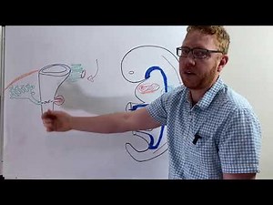 Pancreas development | Embryology