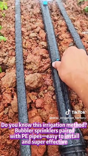 Do you know this irrigation method? Bubbler sprinklers paired with PE pipes—easy to install, and super effective!#microsprinkler #irrigation #sprinklersystem #irrigationsystem #dripirrigation #fruittree