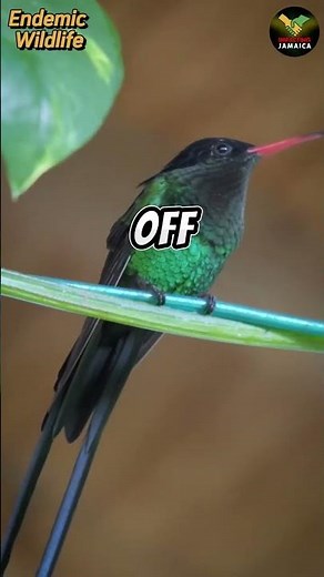 Meet Jamaica’s Wild Side: Unique Creatures You Must See!