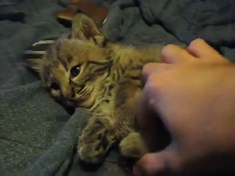 If you get a bobcat, please put it to sleep like this every night. Baby bobcats enjoy a thorough head and belly rub. Don't forget the paws! | Bobcat In A Box