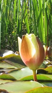 Summer in the sparkle pond | Natural Pools