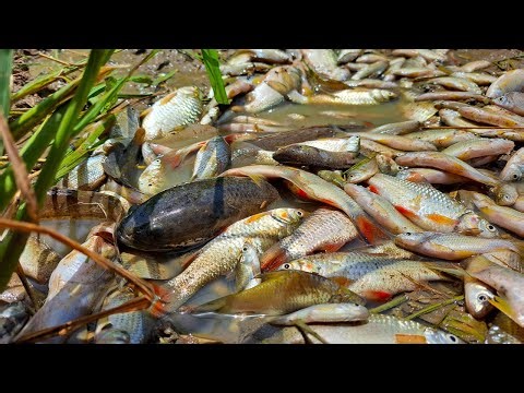 Wow Fishing Skills, Top Fishing, Best Fishing, catch a lot of fish & pick eggs duck by hand