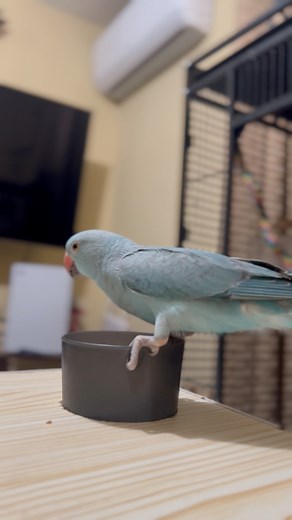 2.9K views · 20 reactions | What is Blue looking for? 列樂類 #parrot #curious #ParrotVideos | Blue the Parrot | Facebook