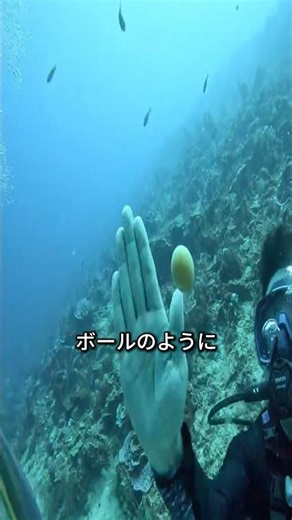 The moment when eggs turn into jellyfish