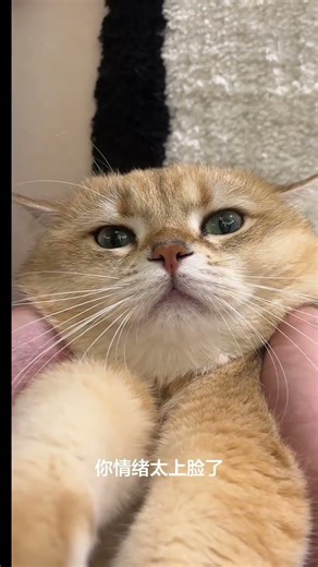 Transform Your Photos into Dynamic Visuals! ImageAnimation