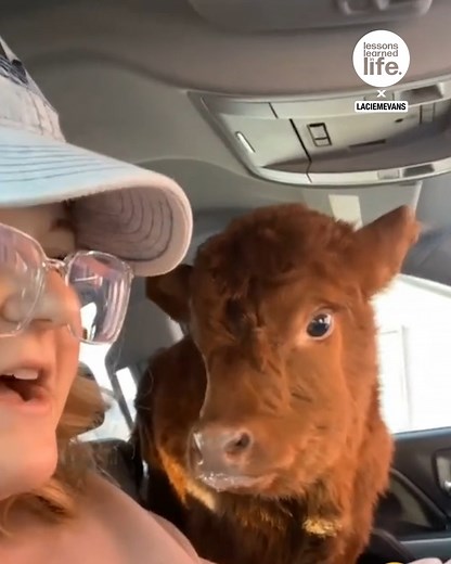 55K views · 523 reactions | Cow travels to vets in truck | Lessons Learned In Life | Facebook
