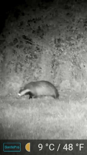 A Badger hunting
