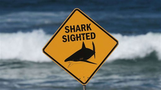 Tödliche Attacke in Australien: Bullenhai greift Schweizer Paar an – filmte GoPro das Drama? - Esslinger Zeitung