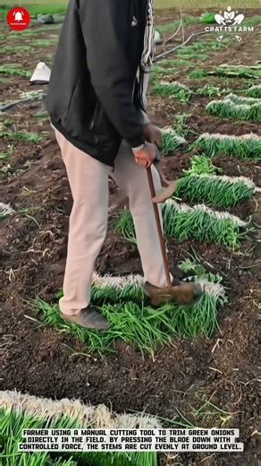 Green Onion Cutter: Fast Trimming in Open Fields #smartfarming #gardeningtips