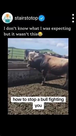 How to Handle an Aggressive Bull Safely