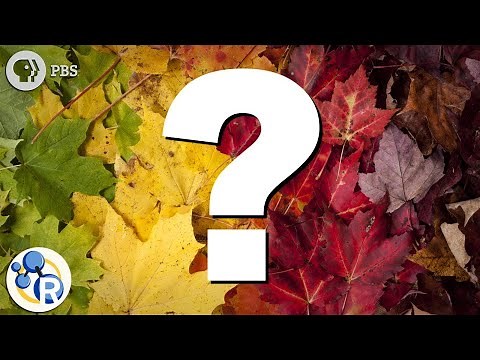 Why Do Leaves Change Color?