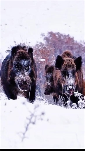 Wild Boar Came Out Quietly… Then Rushed Fast. #animals #загоннаяохота #wildlife #wildboar #охота