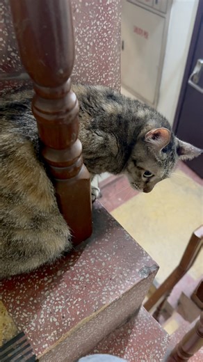 457K views · 9.2K reactions | 剛在樓梯間看見一隻貓卡住了￼ 順手拍了一張照片傳給我老婆看 說他被卡住了￼ 我老婆說他只是在睡覺￼ 但是，依我養貓多年的經驗 他的眼神楚楚可憐看著我 他￼一定是卡住，等著我救他!! 結果～～～ 他真的只是在休息￼ #那幾聲凹嗚可能是在罵我 | 波比是隻貓 | Facebook