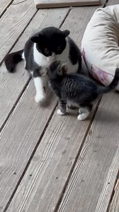 3K views · 61 reactions | Miss Kitty's discovered her inner kitten whisperer! Watch her in action with adorable Wallaby. Wallaby's found her forever family, but her kitten siblings Koala Bear & Kookaburra are still looking for theirs. And Miss Kitty? She's still on the prowl for her ideal abode. BARL.net/adopt | Brookhaven Animal Rescue League | Facebook