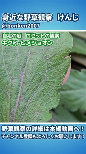 雑草のロゼットを観察 ヒメジョオン