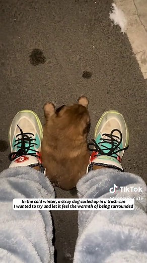 Rescuing a Stray Dog in Winter