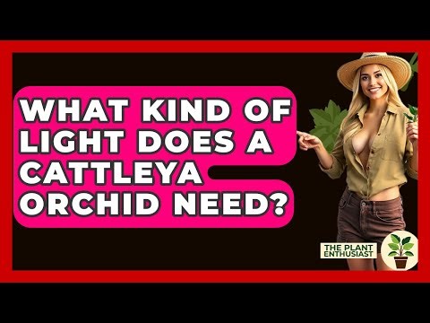 What Kind Of Light Does A Cattleya Orchid Need? - The Plant Enthusiast