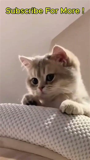 Like If you Love Cats #shortvideo #funnycat