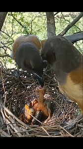 Rufous Treepie bird pecked the cuckoo baby | Brid Feed