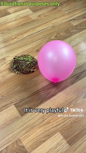Keeping Frogs as Pets: Important Considerations