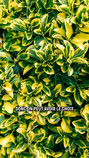 notélé on Instagram: "Des zones d’ombre dans votre jardin ? Ne les laissez plus nues ! 🌸 Pierre vous partage ses meilleures solutions de plantes couvre-sol parfaitement adaptées au manque de luminosité 💡 Lamier, Pachysandra, Cornouiller du Canada ou encore la superbe Pervenche... 👉 Découvrez comment végétaliser chaque recoin, même les plus sombres. 🤓 Le petit plus ? Un entretien ultra-simple à la tondeuse en fin de saison ! ✂️ Retrouvez tous les conseils de « Petits Pois et Pois de Senteur »